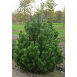 Сосна веймутовая